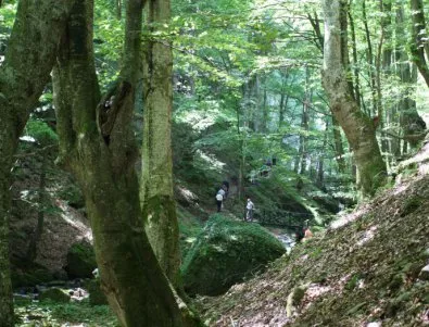 България заема челни позиции в Европа по вековни гори