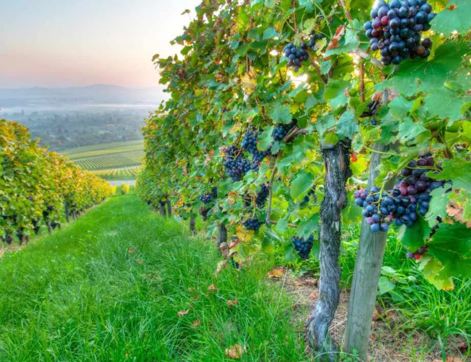 По-малко вино въпреки добрата реколта от грозде, прогнозират експерти