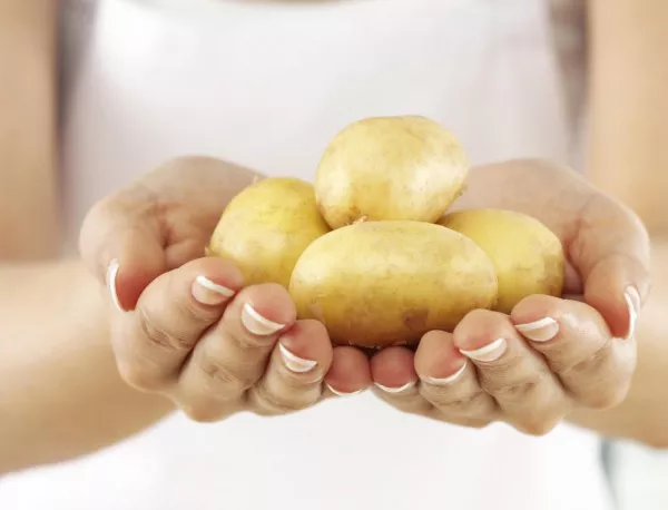 Дъждът забави значително развитието на картофите в Смолянско