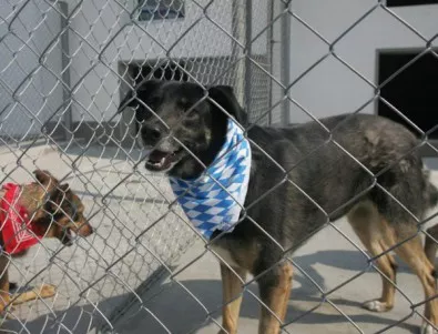 Бездомните кучета в София са над 6600