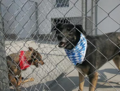 В Дупница затвориха приюта, чуват се коментари, че се евтаназират кучета без причина