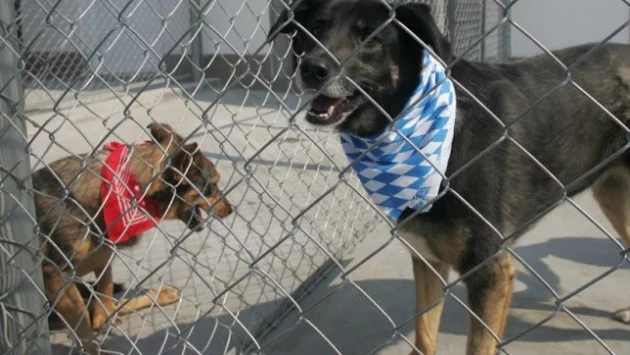 В Дупница затвориха приюта, чуват се коментари, че се евтаназират кучета без причина
