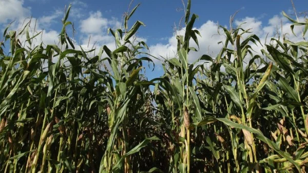 12 страни от ЕС са против ГМО царевицата