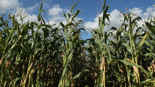 ЕП подготви почвата за блокиране на предложение на ЕК за ГМО