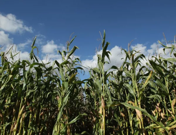 Всяка страна в ЕС сама ще решава за ГМО
