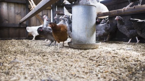 Първи смъртен случай на птичи грип в Северна Америка