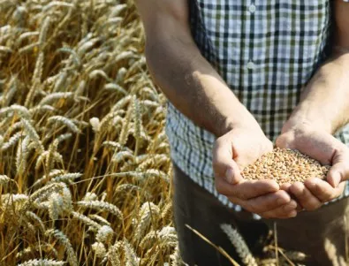 57 хил. дка пшеница са напълно унищожени