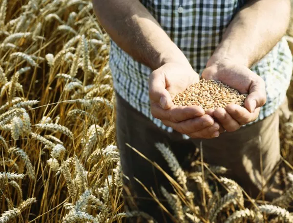 Над 11 хил. декара пшеница в Ямболско са засегнати от пороите