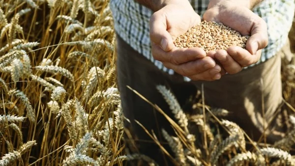 Над 11 хил. декара пшеница в Ямболско са засегнати от пороите
