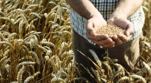 Експерти прогнозират нов световен рекорд в производството на пшеница