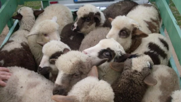 Овцевъди са притеснени от евтиния внос на замразено агнешко от Нова Зеландия