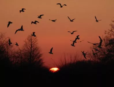 Милиони птици са убити и изядени в Кипър