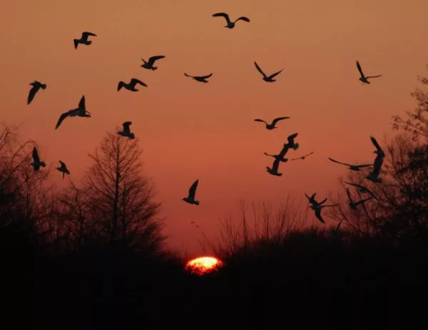 Милиони птици са убити и изядени в Кипър