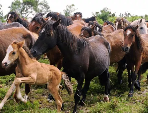 Изложба на Източнобългарски кон ще се проведе на Хиподрума в Шумен 