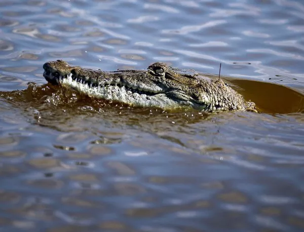 Крокодил изяде човек в Австралия