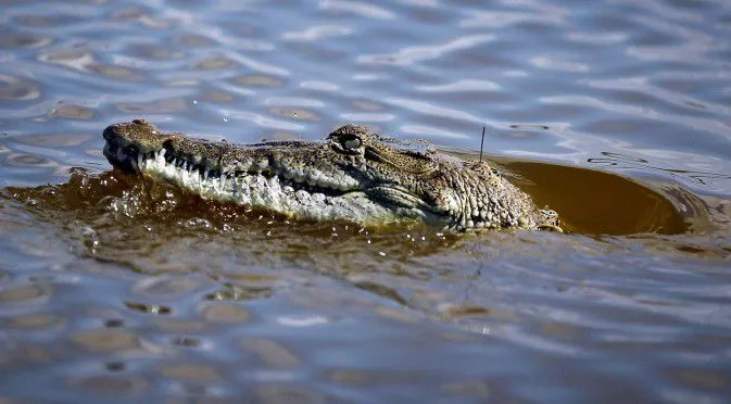 Крокодил ухапа голфър в Австралия