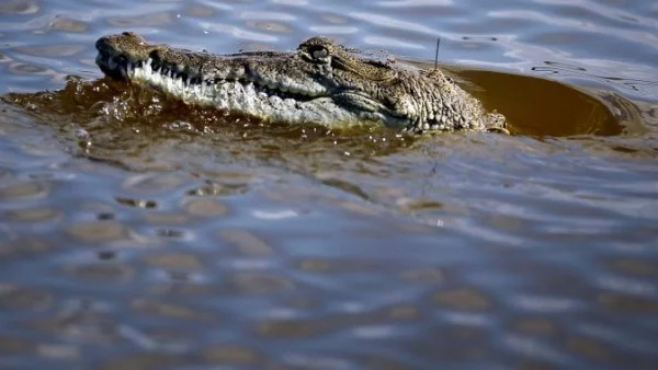 Крокодили убиха свещеник, показвал как Исус е ходил по водата