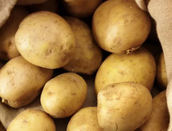 Вносът подбива изкупната цена на картофите във Велинградско