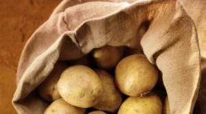 Добивите на картофи ще бъдат с 25% по-ниски 