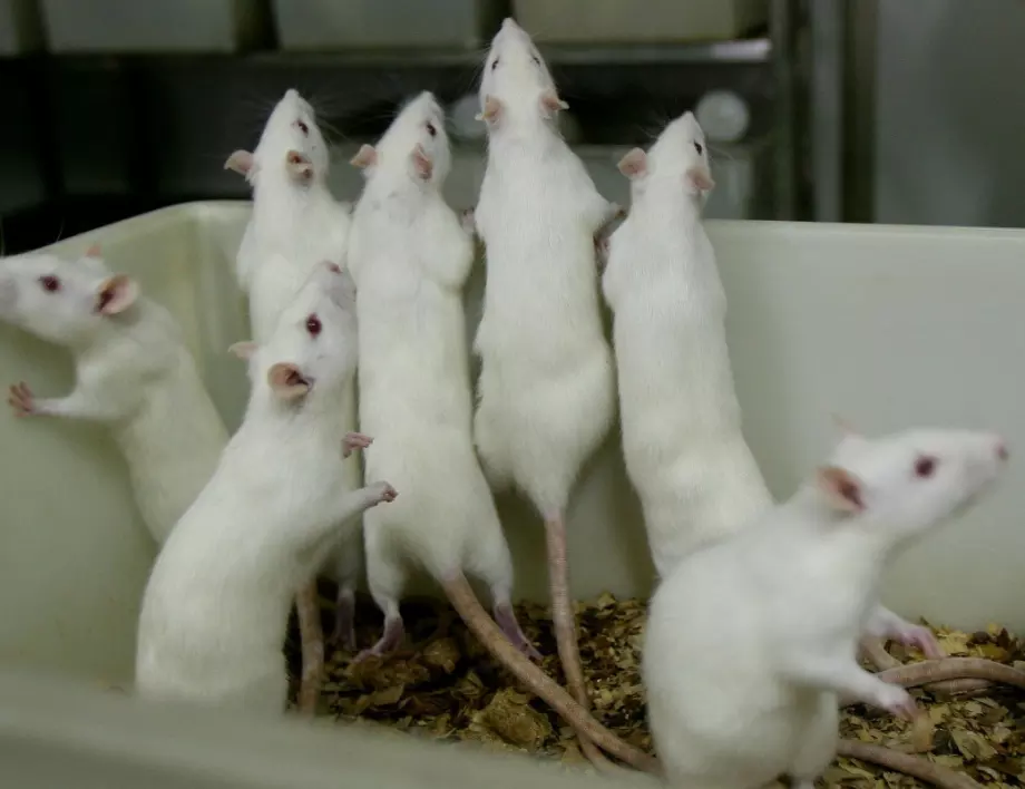 От страх или съображения за сигурност – мерки срещу мишките