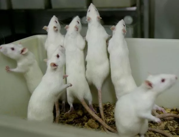 Експерименти с мишки обясниха привлекателността на бельото