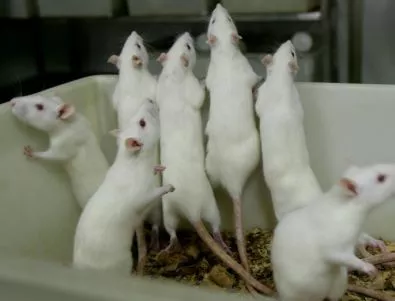 Космическата радиация направила мишките по-умни