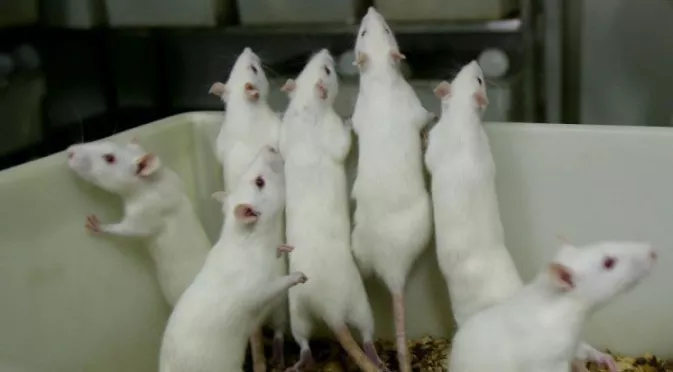 Отбор от Висшата лига се прочу с лоша хигиена, мишки се разхождат в кухнята им