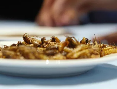 Швейцария пуска на пазара храна от насекоми