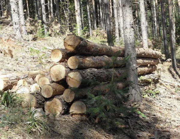 Полицаи преследват 50 км микробус с бракониерски дърва