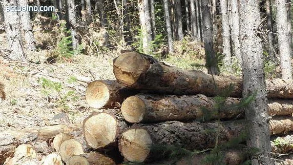 Мъж е починал, притиснат от дърво, по време на редовна сеч