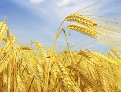Лошото време унищожи 10 хил. декара пшеница в Добричко