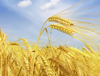 Жътвата на пшеница е започнала навсякъде в Русенско