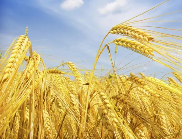 Търговията със зърно започна с миналогодишните цени