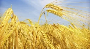 България отчита най-високото си производство на пшеница от 1980 г. насам
