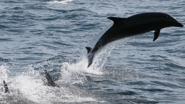 Делфините в Ламанша страдат от натравяне с живак