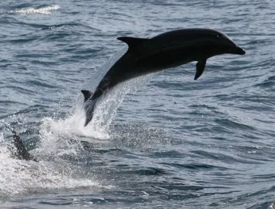 Кримските бойни делфини ще служат в руските ВМС