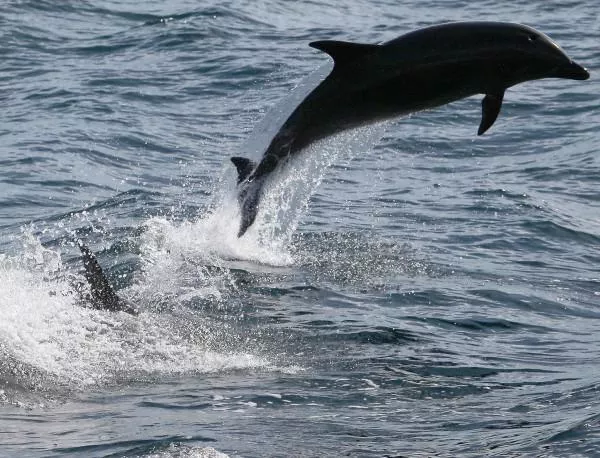 В Перу използват делфини за стръв за лов на акули