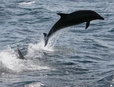Рибари от Царево искат санитарен улов на делфини