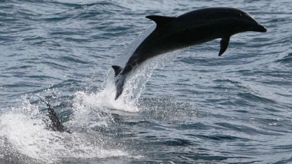 22 мъртви делфина са намерени по Южното Черноморие от началото на 2015