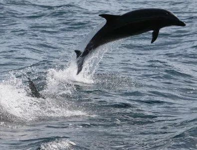 Рибарите искат среща с Борисов заради делфините
