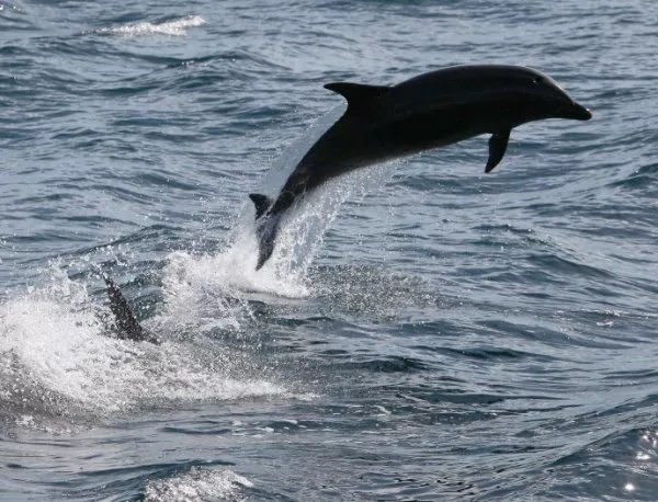 Готвят регламент за бърза реакция при смърт на делфини