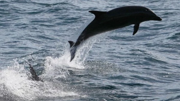 Готвят регламент за бърза реакция при смърт на делфини