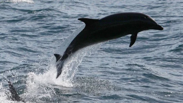 Нашествие на делфини в Бургаско