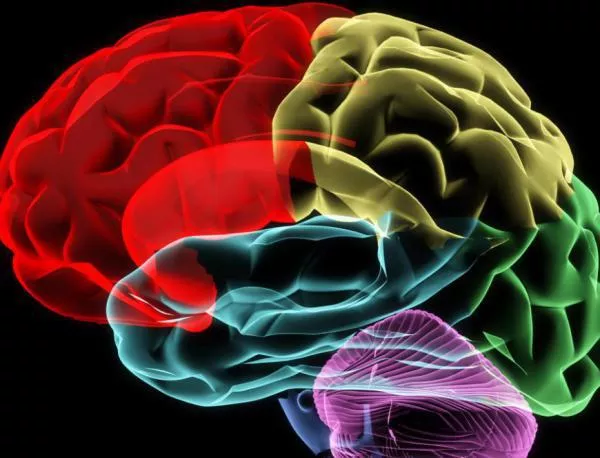 Human Brain Project разкрива тайните на човешкия мозък