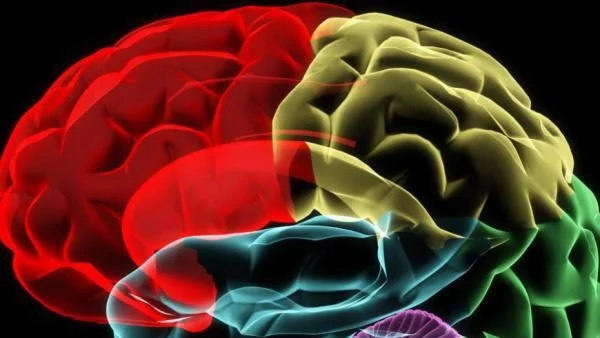 Human Brain Project разкрива тайните на човешкия мозък