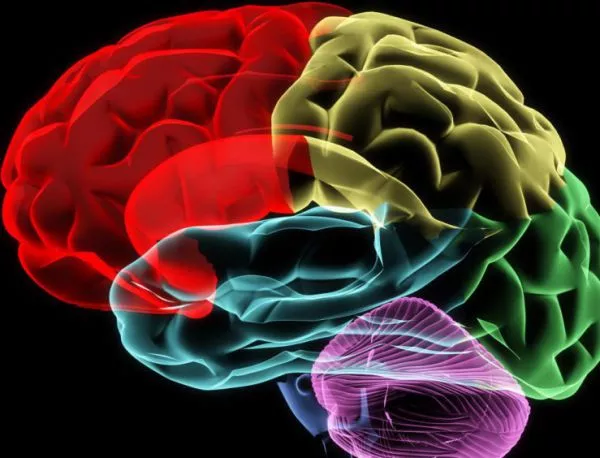 Някои области от мозъка съзряват след 50-годишна възраст