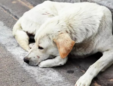 Бездомни кучета плашат жителите на Девин