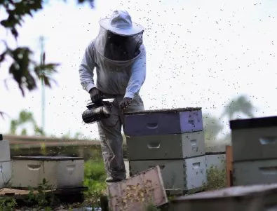 Във Варненска област не са открити нарушения относно пчелите при пръскането с пестициди