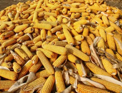 ЕК не взе решение за ГМО царевицата