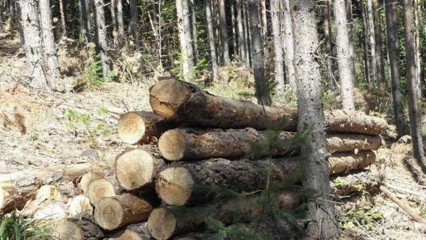 Кметът на Малко Търново алармира за узаконено унищожение на гори